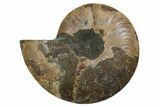 Cut & Polished Ammonite Fossil (Half) - Madagascar #347494-1